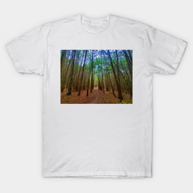 Path Through The Trees T-Shirt by BrianPShaw